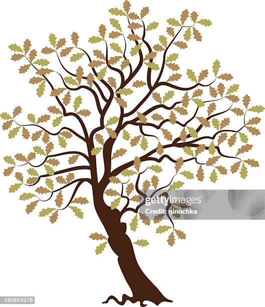 oak tree - single large tree stock illustrations