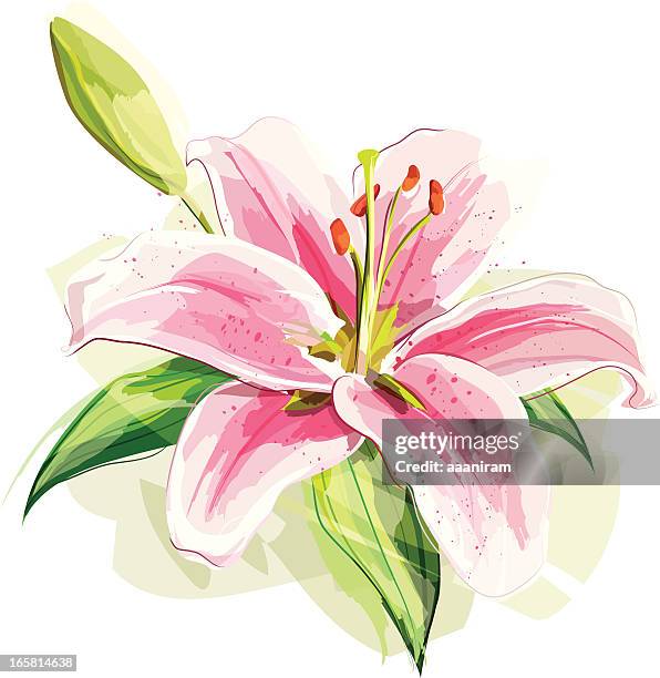 ilustrações, clipart, desenhos animados e ícones de flor de lírio - lilium stargazer