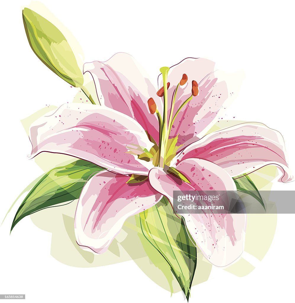 Lily Flower