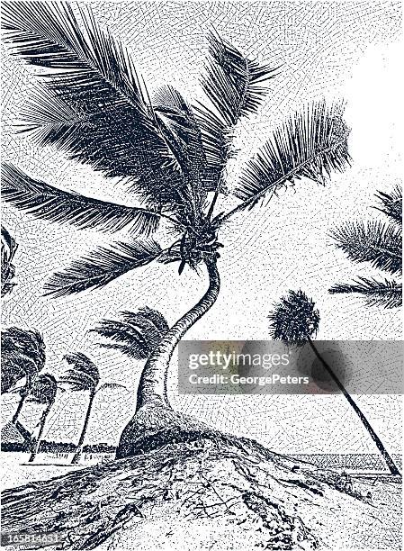 palm trees and beach - wind erosion stock illustrations