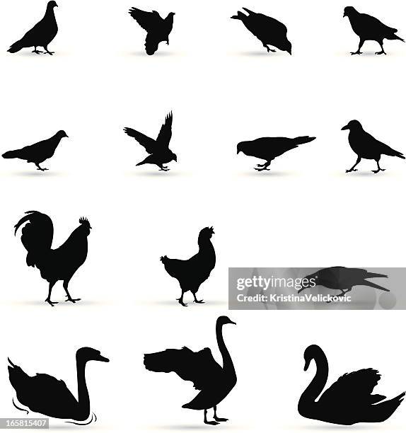 1,403 Swan Silhouette Stock Photos, High-Res Pictures, and Images