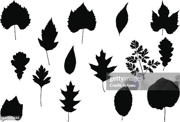 tree leaves - eastern cottonwood leaf stock illustrations