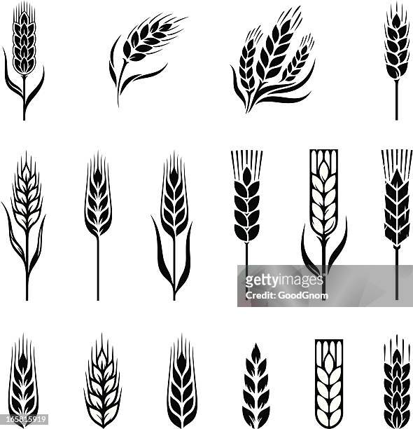wheat - cereal plant stock illustrations