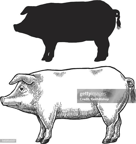 schwein, schweinen oder hog - schweinefleisch stock-grafiken, -clipart, -cartoons und -symbole