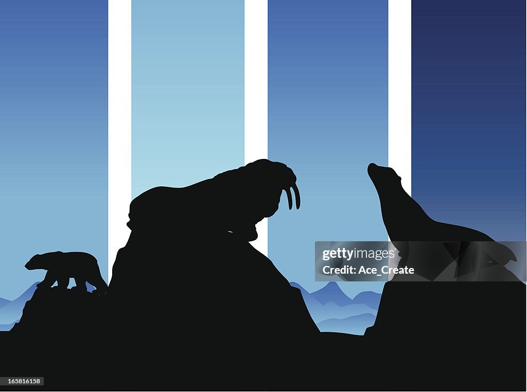 Arctic animals of walrus seal and polar bear in silhouette