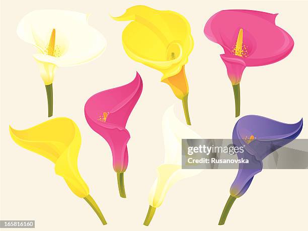 ilustraciones, imágenes clip art, dibujos animados e iconos de stock de conjunto de flores de primavera (cala - flor alcatraz y fondo blanco