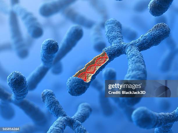 chromosom. dna - genetische veränderung stock-fotos und bilder