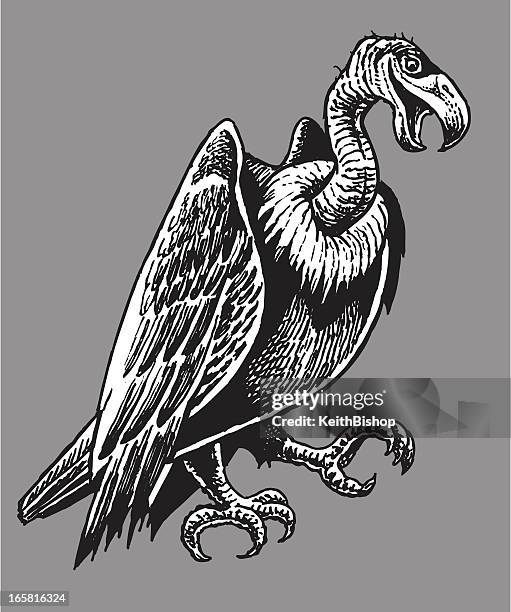 vulture or buzzard - vulture stock illustrations