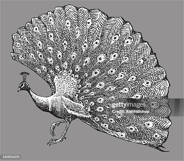 791点のクジャクイラスト素材 Getty Images 791点のクジャクイラスト素材 Getty Images