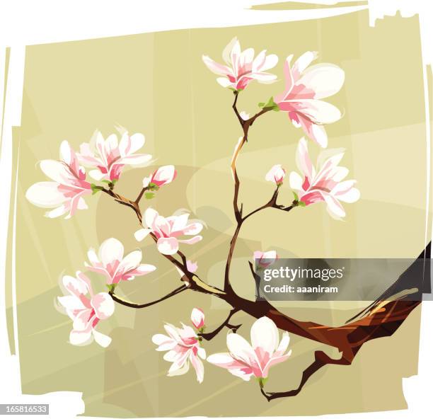 stockillustraties, clipart, cartoons en iconen met magnolia - magnolia stellata