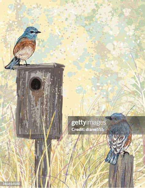 sketchy style bluebirds and birdhouse - eastern bluebird stock illustrations