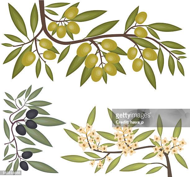 black and green olives, blooming branch - black olive stock illustrations