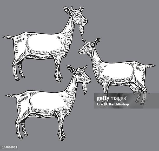 illustrations, cliparts, dessins animés et icônes de chèvres-animaux de la ferme - chevre animal