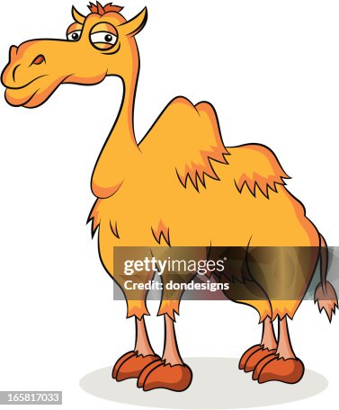 Camel Camel
