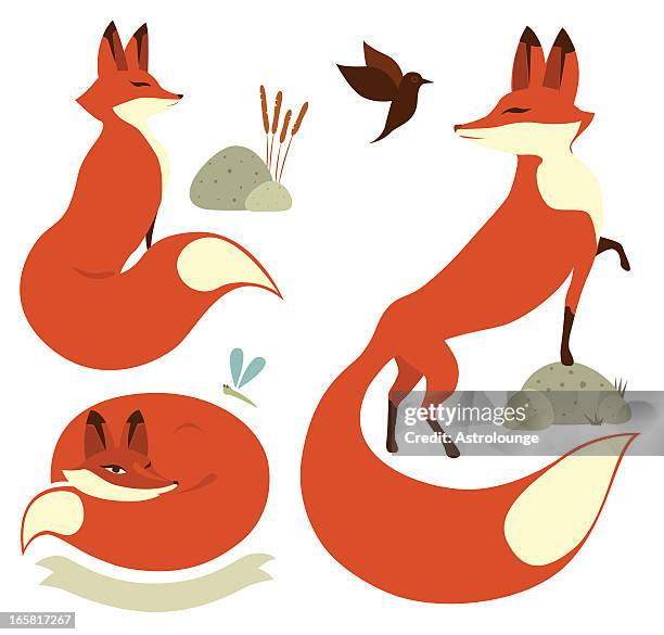 red foxes - red fox stock illustrations