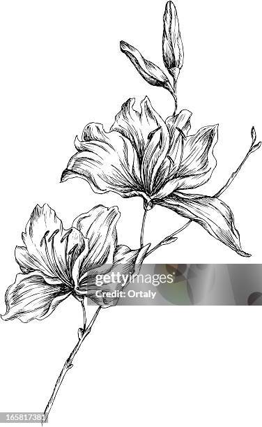 1 987点の百合イラスト素材 Getty Images 1 987点の百合イラスト素材 Getty Images
