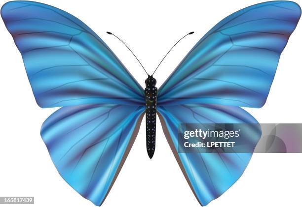 morpho adonis - vector illustration - blue morpho butterfly isolated stock illustrations
