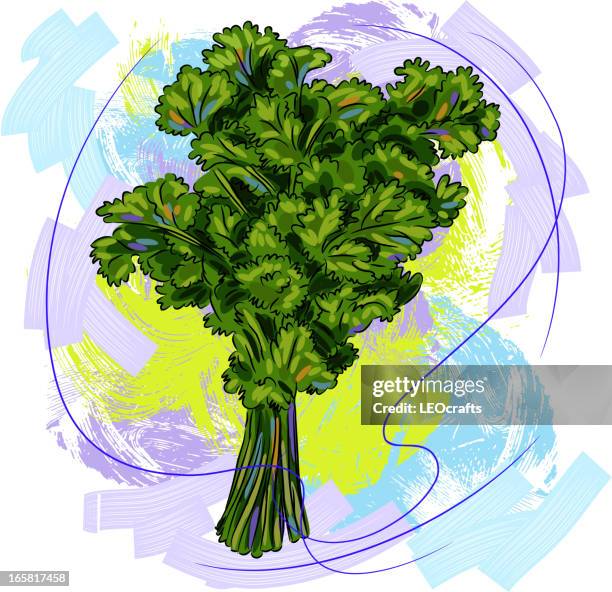 coriander - coriander stock illustrations