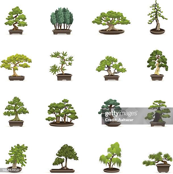 ilustraciones, imágenes clip art, dibujos animados e iconos de stock de color de los iconos de los árboles bonsái - acacia tree