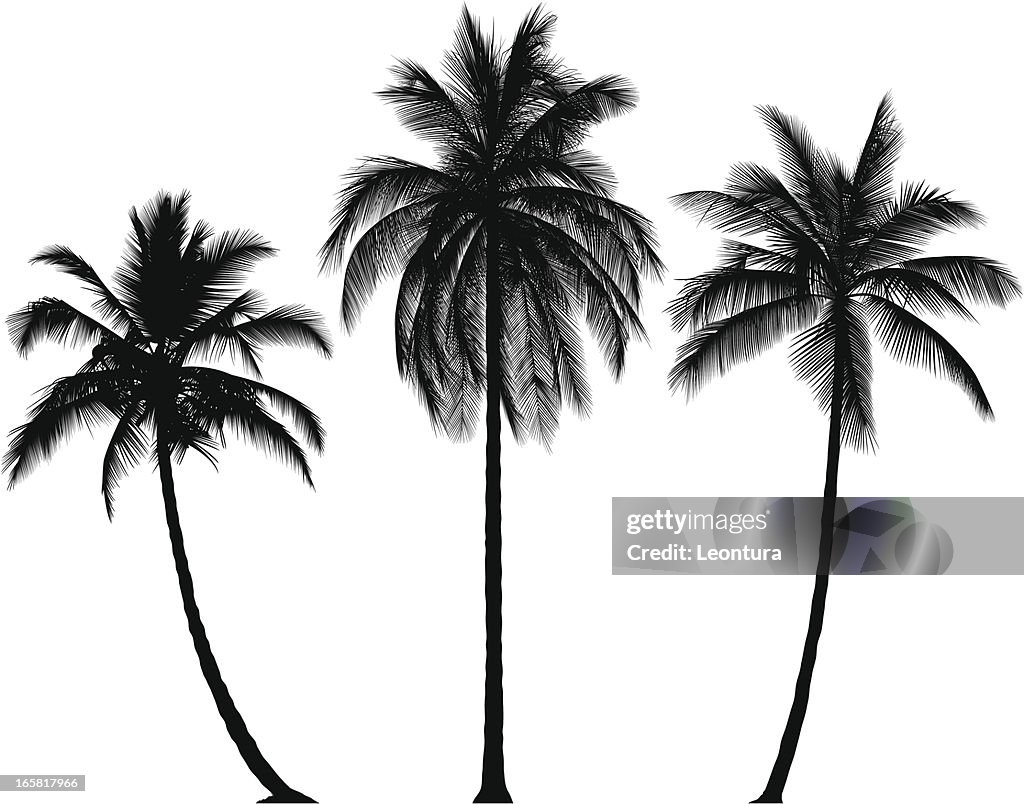 Sehr detaillierte Palmen