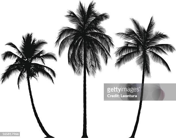 sehr detaillierte palmen - kokospalme stock-grafiken, -clipart, -cartoons und -symbole