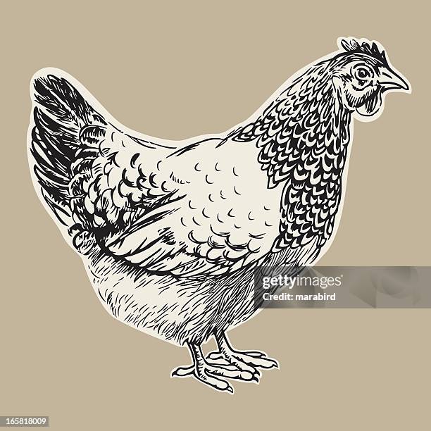 stockillustraties, clipart, cartoons en iconen met hen - chicken drawing