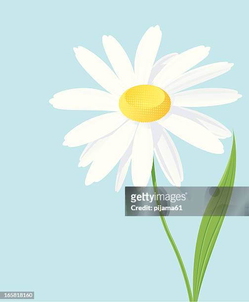 daisy - chamomile plant stock illustrations