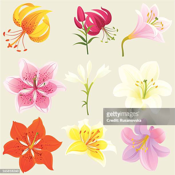 ilustrações, clipart, desenhos animados e ícones de elementos de design floral colorido lírios - violeta flor