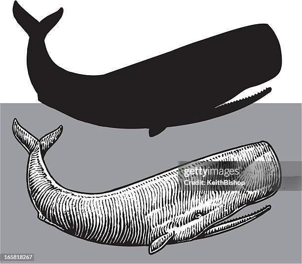 sperm whale - sea life - sperm whale stock illustrations