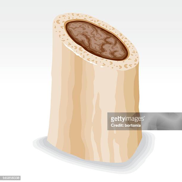 19 Bone Marrow High Res Vector Graphics - Getty Images