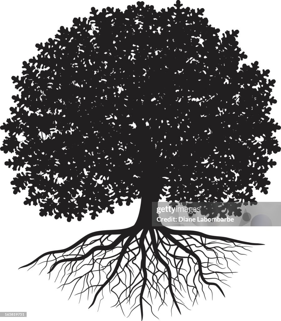 Oak Tree Roots Vector Black Silhouette Of Oak Tree With Leaves And Visible Roots High-Res ...