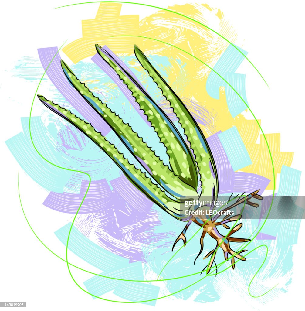 Aloe Vera