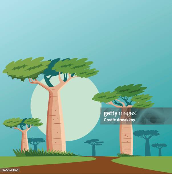 baobab - baobab tree stock illustrations