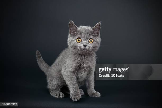 little gray cat - chartreux cat stockfoto's en -beelden