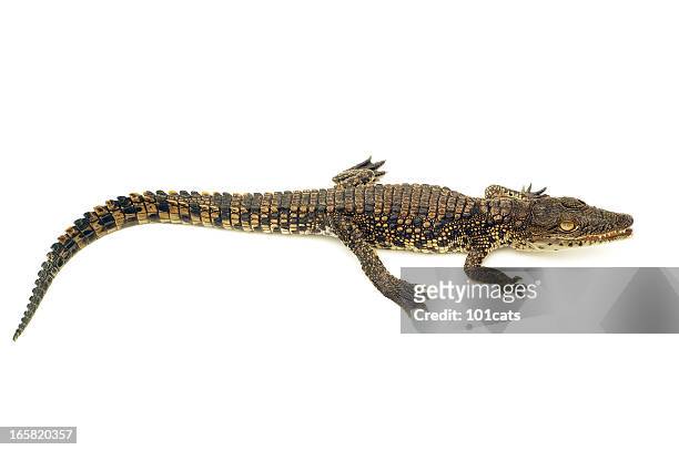 alligator - animal body 個照片及圖片檔