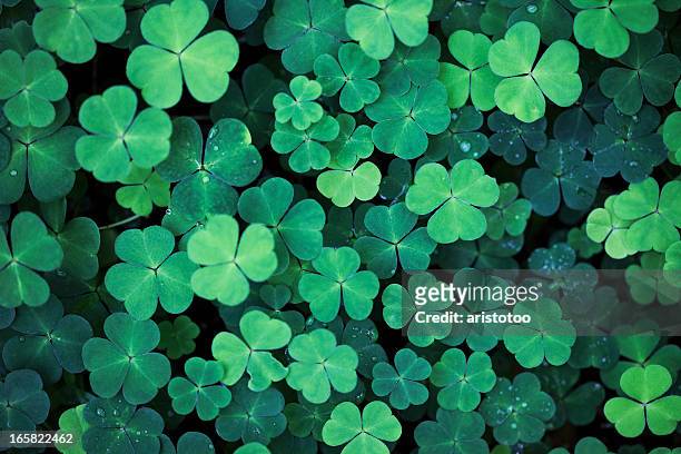 clover field background - st patricks day stock pictures, royalty-free photos & images