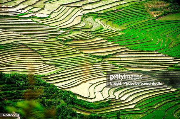 The Pattern of Paddy Fields Terrace