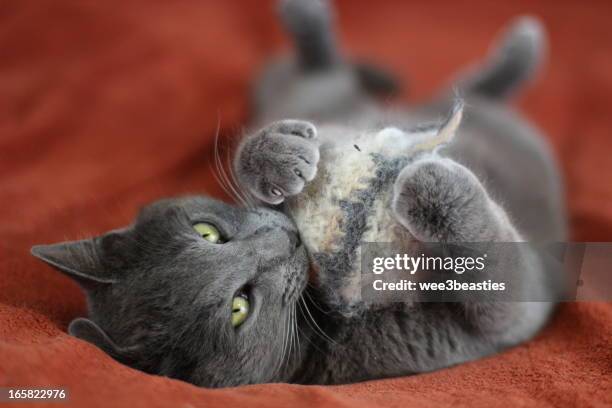 a cat playing with yarn