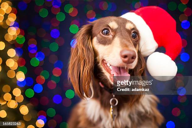 natal cachorrinho - dachshund christmas - fotografias e filmes do acervo
