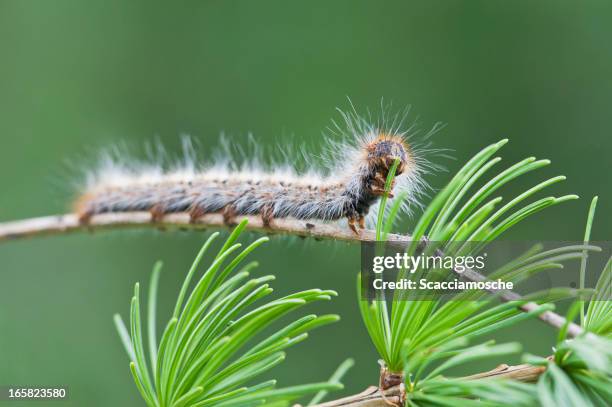 larva di pine processionary - green hairy caterpillar foto e immagini stock