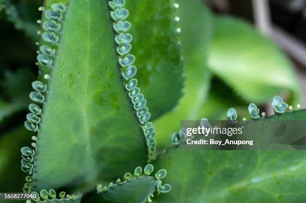 close up of kalanchoe pinnata leaf. the leafy nature of this plant makes it unique compared to other succulents. - kalanchoe plant stock pictures, royalty-free photos & images