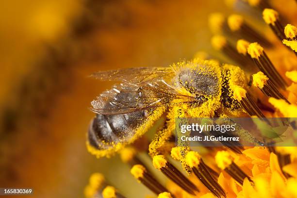 bee - bee flower stock pictures, royalty-free photos & images