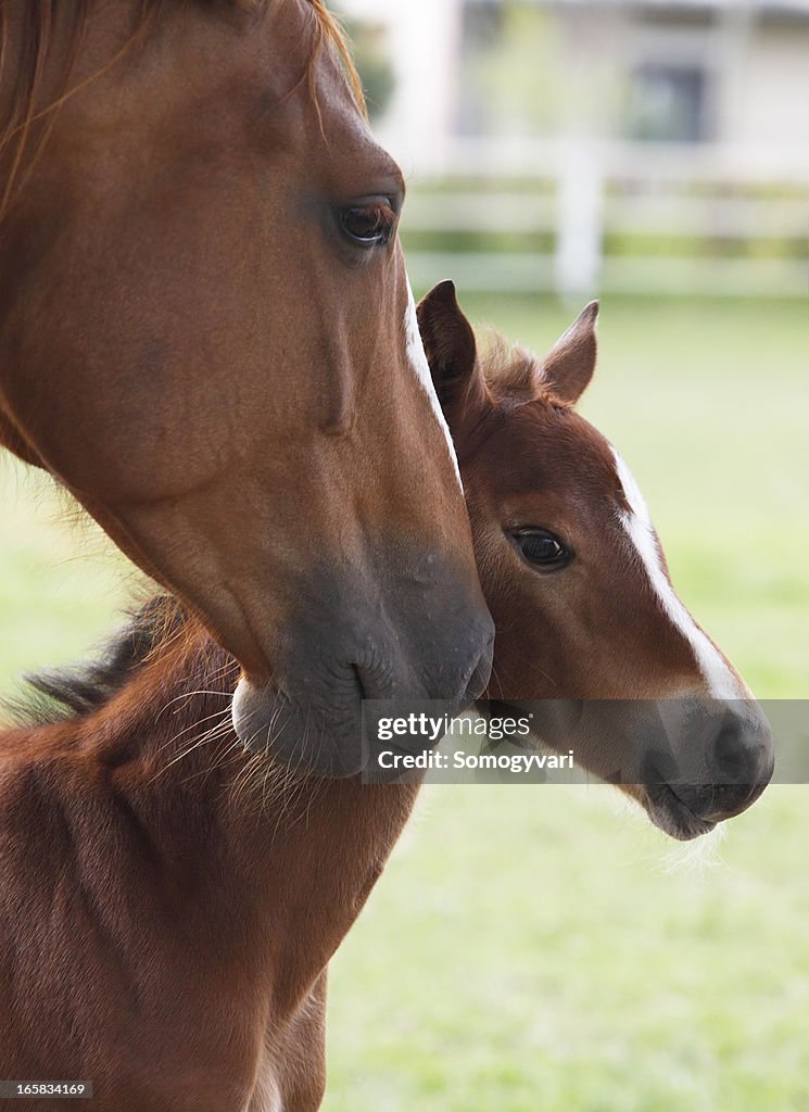 Mare and foal