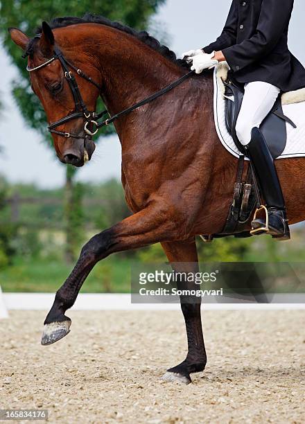 dressage scene - dressage stock pictures, royalty-free photos & images