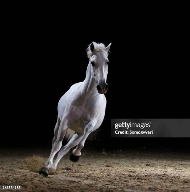 galloping stallion - caballo blanco fotografías e imágenes de stock