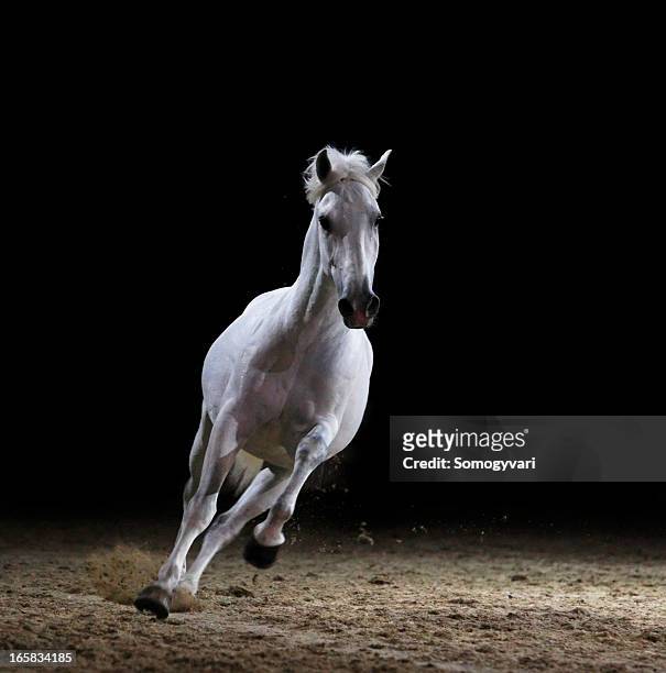 image of a white stallion galloping on sand  - white horse 個照片及圖片檔