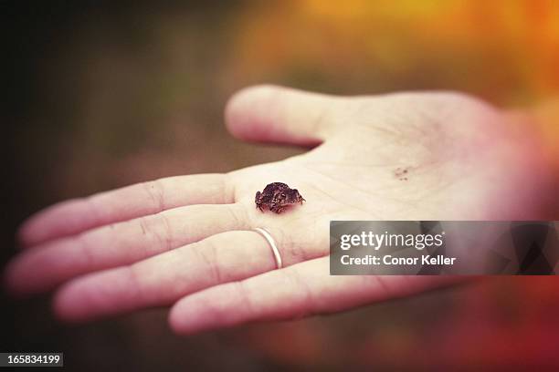 tiny frog - woman frog hand stockfoto's en -beelden