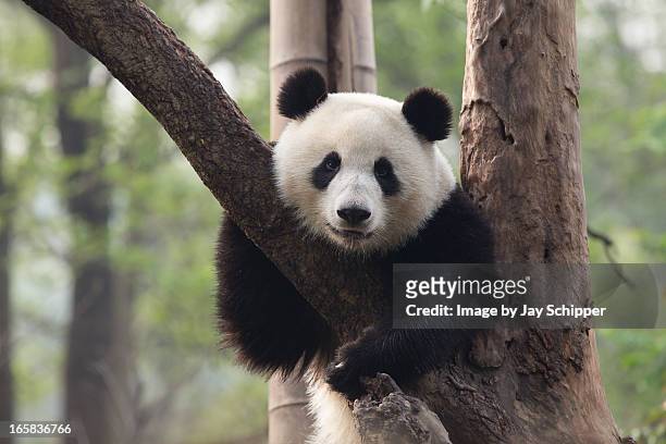 panda resting in a tree - panda fotografías e imágenes de stock