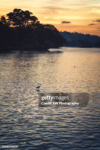 a bird by the kandy lake, sri lanka - kandy kandy district sri lanka fotografías e imágenes de stock