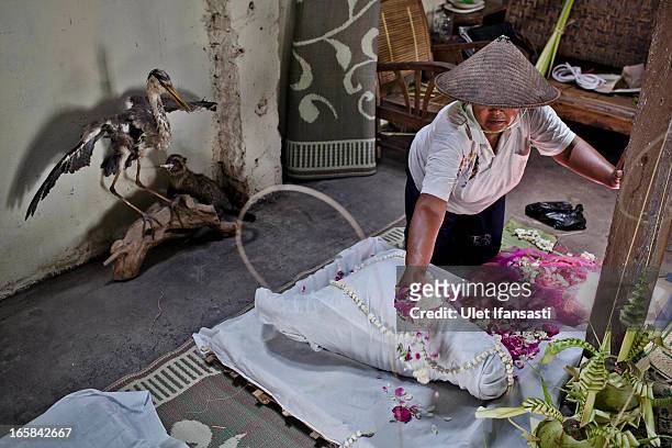 Woman prepares a buffalo head by covering it in cloth an an offering during the Cembengan ritual 'Manten Tebu' on April 6, 2013 in Yogyakarta,...
